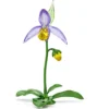 Florere Frauenschuh