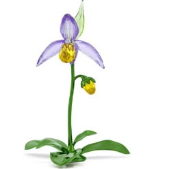 Florere Frauenschuh