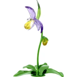 Florere Frauenschuh