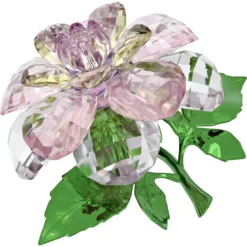 Florere Kamelie