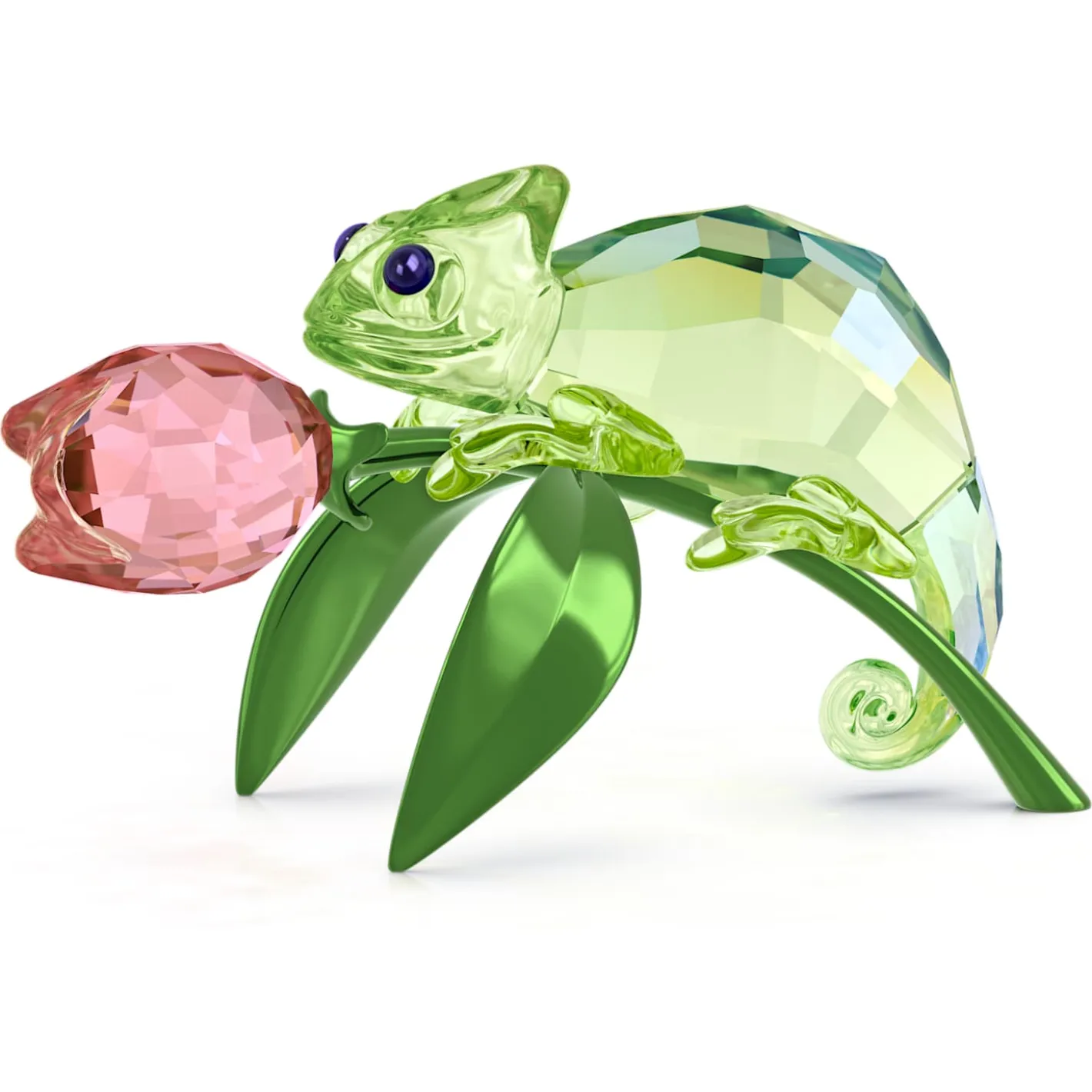 Idyllia Chamäleon und Tulpe