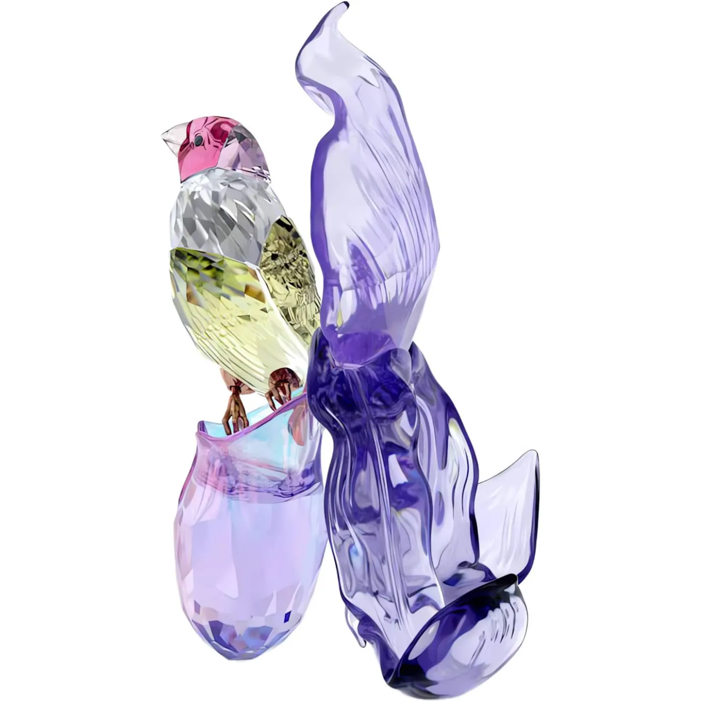 Idyllia Gouldamadine und Orchidee