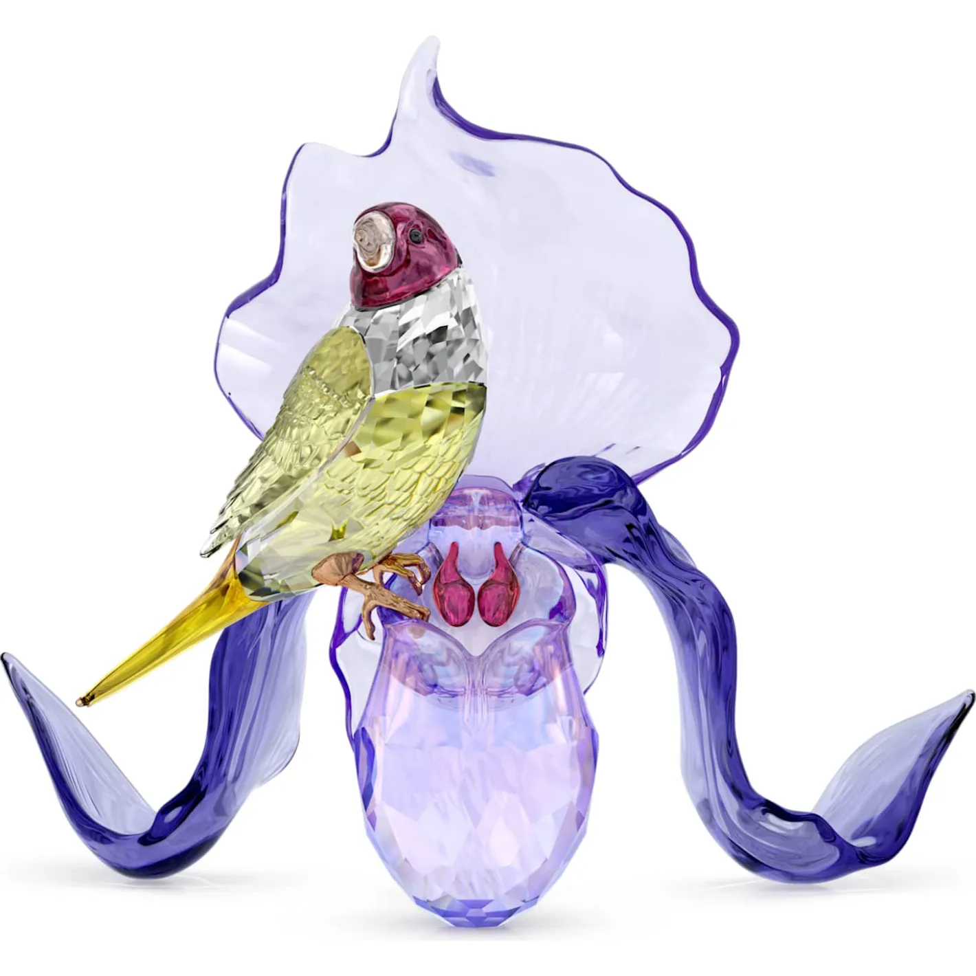 Idyllia Gouldamadine und Orchidee
