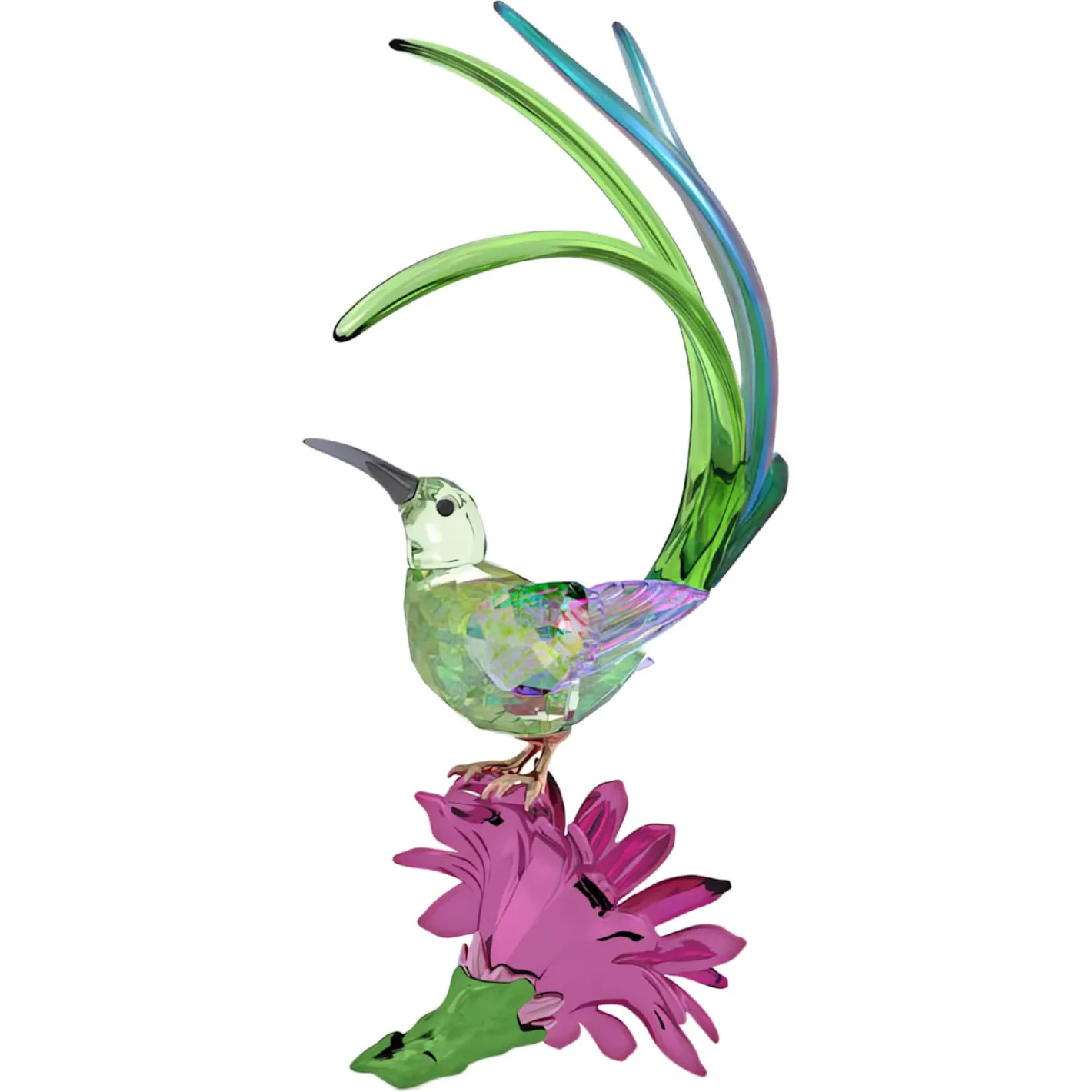 Idyllia Honigfresser und Kaktusblume