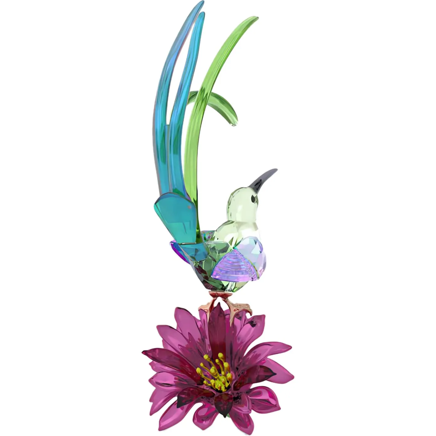 Idyllia Honigfresser und Kaktusblume