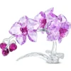 Orchidee