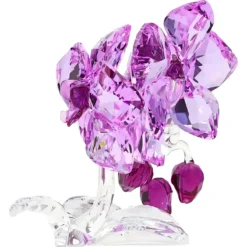 Orchidee