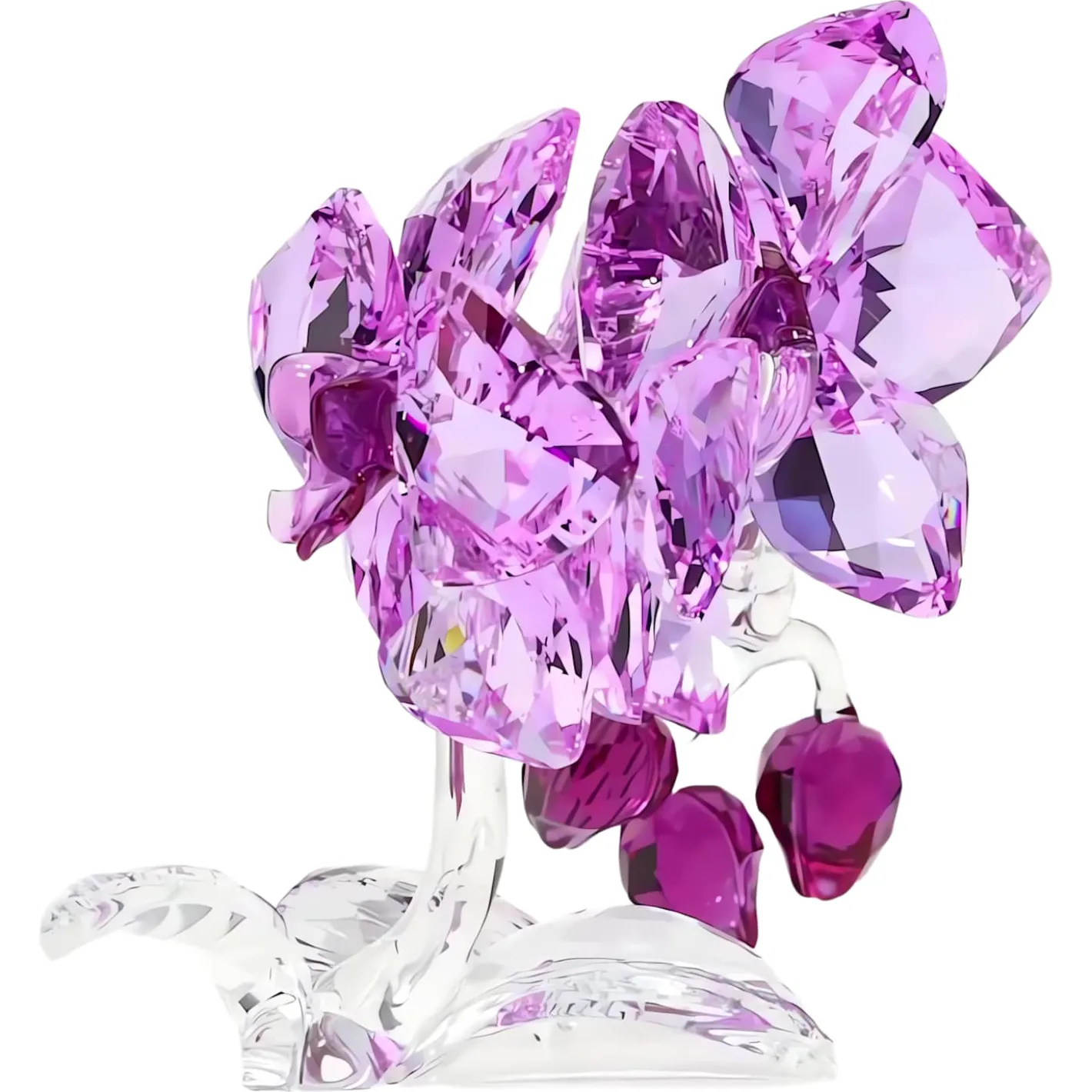 Orchidee