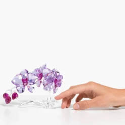 Orchidee