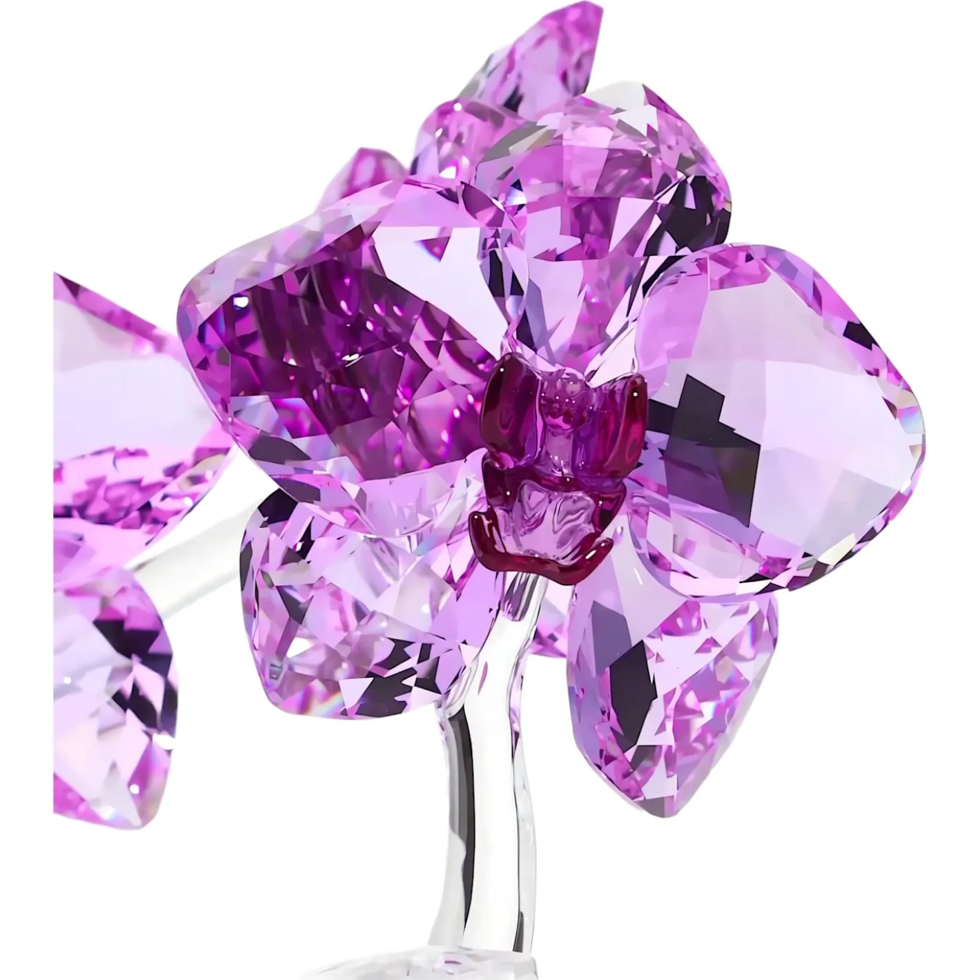 Orchidee